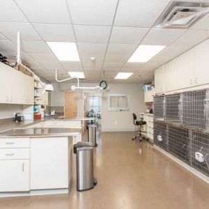 General Work Area and kennels at Jefferson Veterinary Hospital