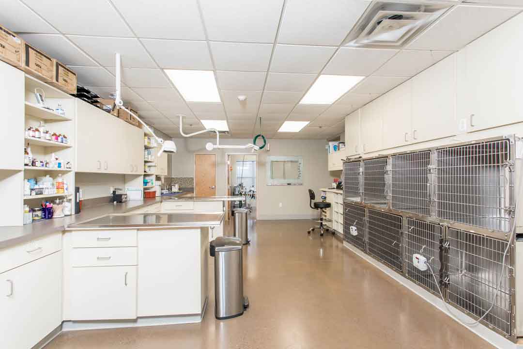General Work Area and kennels at Jefferson Veterinary Hospital